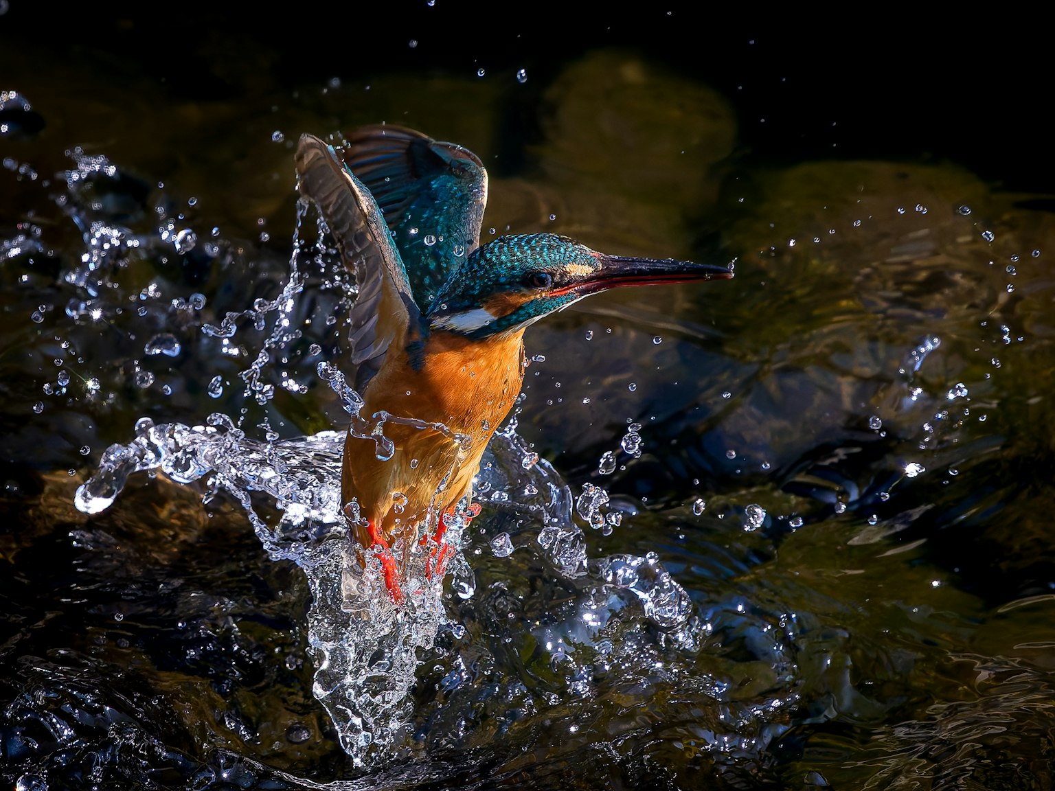 Un martin-pêcheur coloré s'envolant avec des éclaboussures d'eau