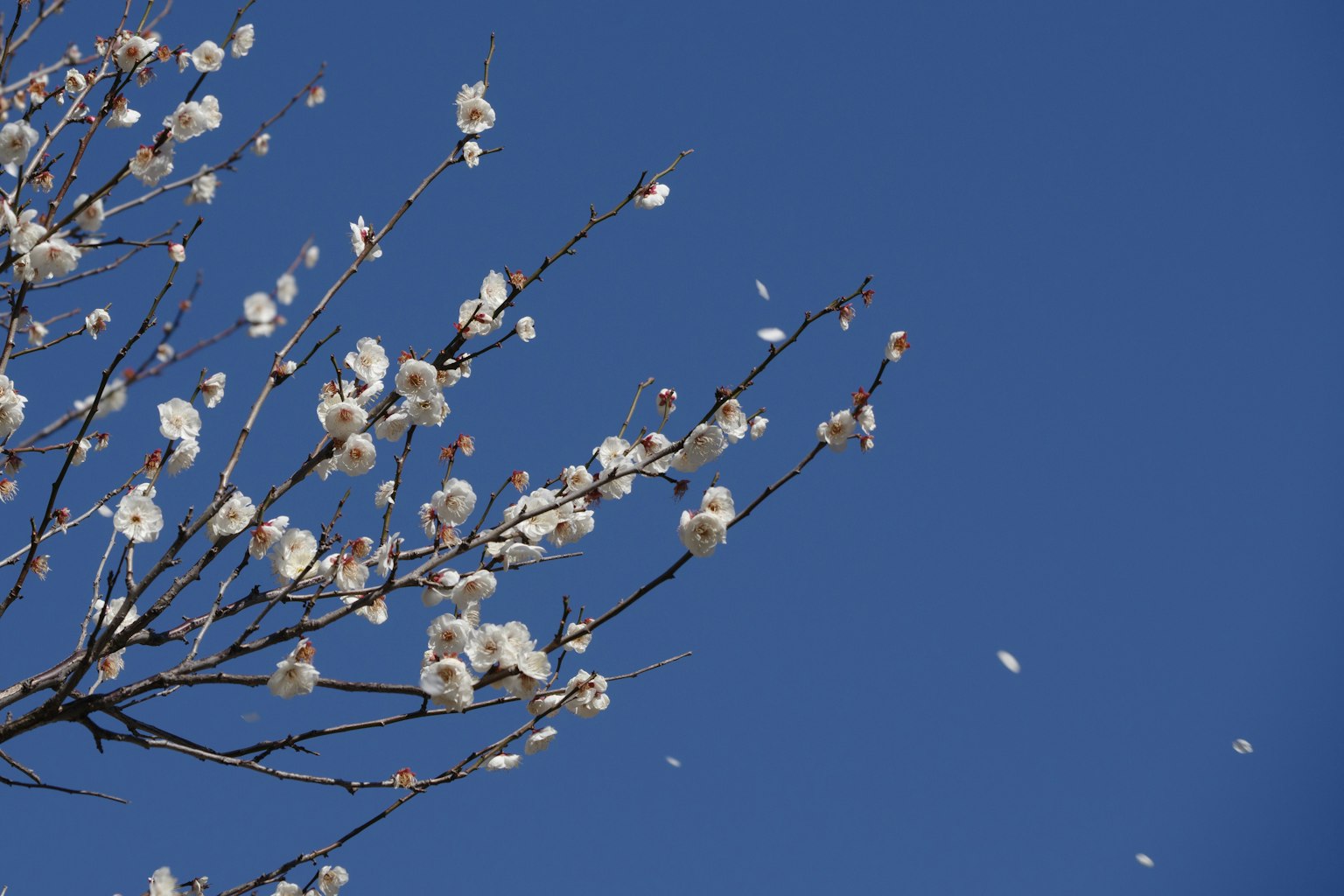 Ramas de flores blancas contra un cielo azul