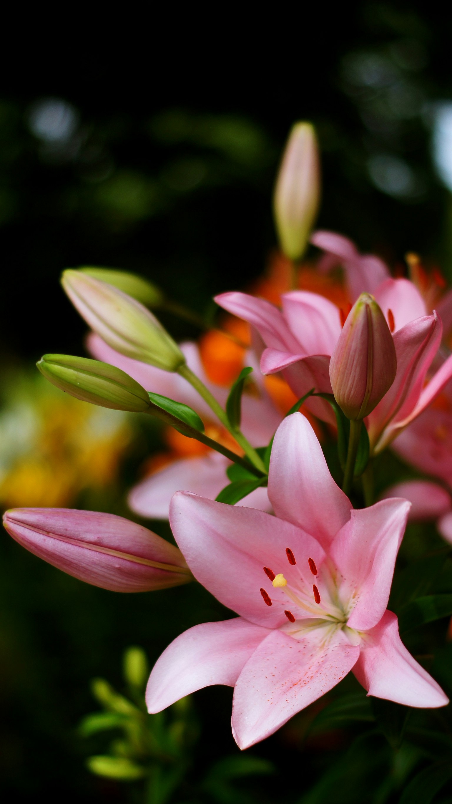 Imagen de lirios rosas en flor con botones