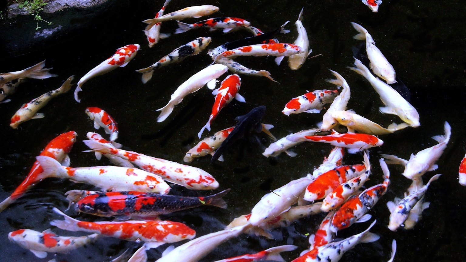 Un vivace banco di pesci koi che nuotano in acqua limpida
