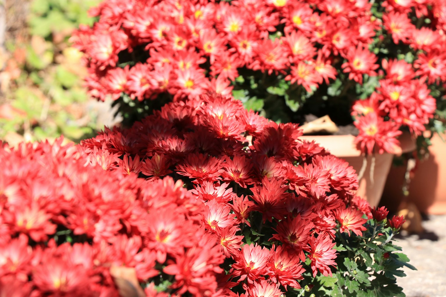 Vibrant red chrysanthemums in pots with lush green leaves