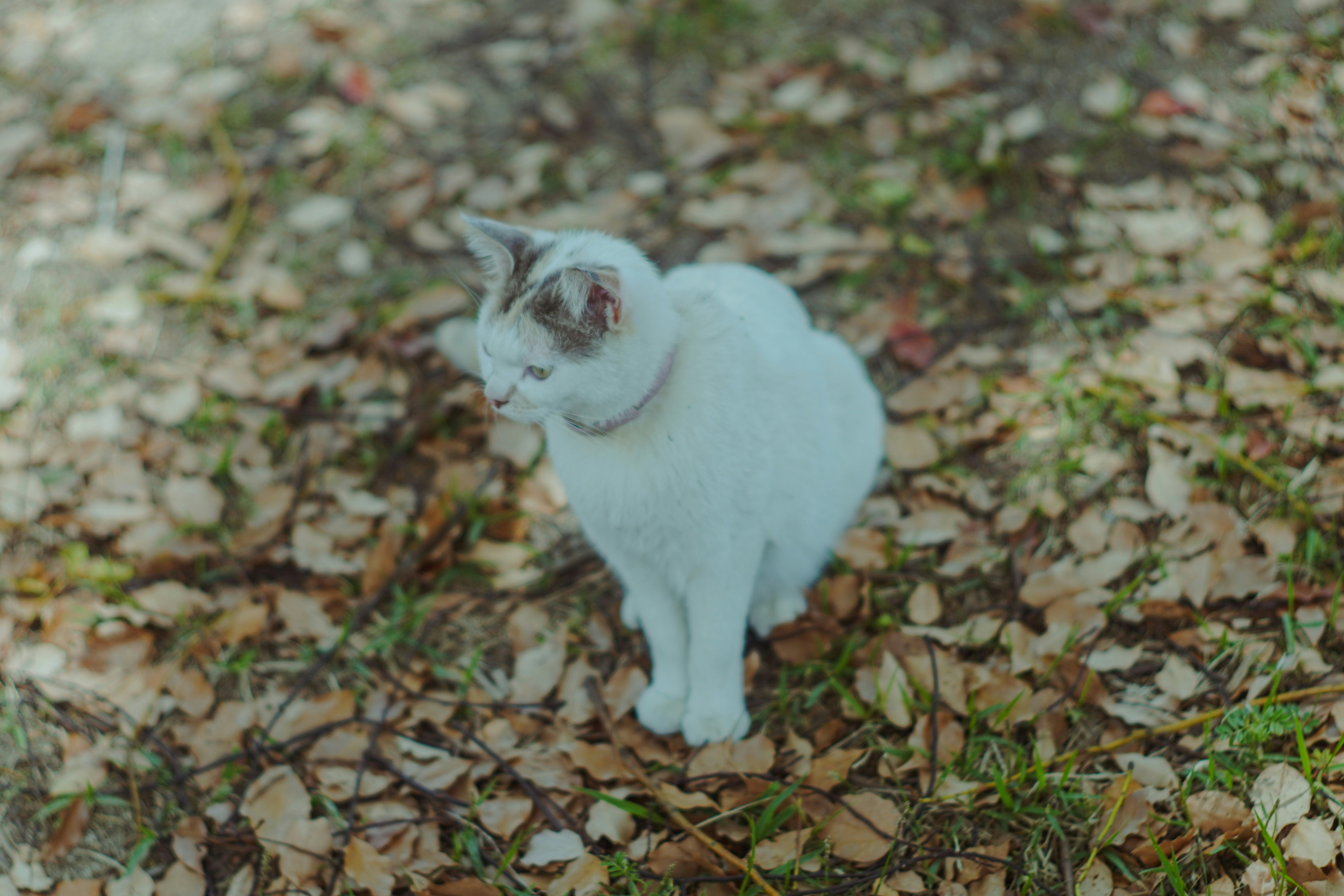 落ち葉の上にじっと座る野良猫