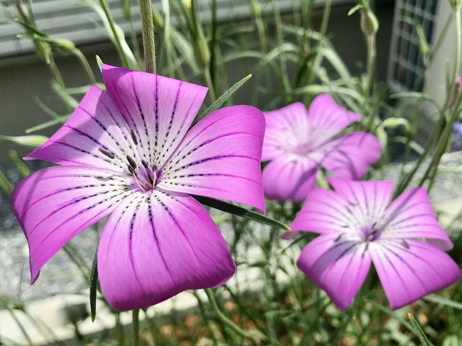 Fleurs violettes en fleurs avec des feuilles fines en arrière-plan