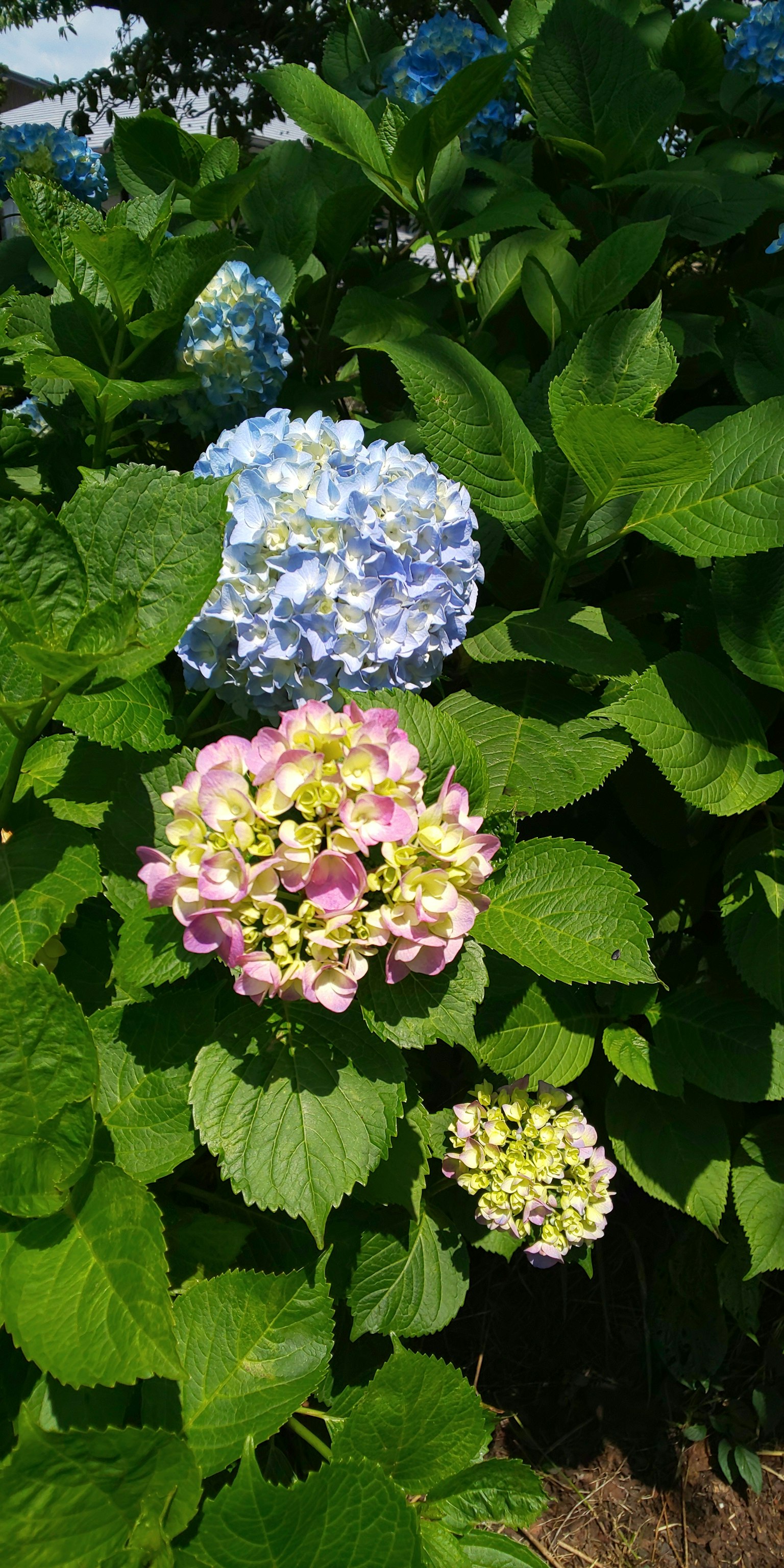 Flores de hortensia azules y rosas rodeadas de hojas verdes