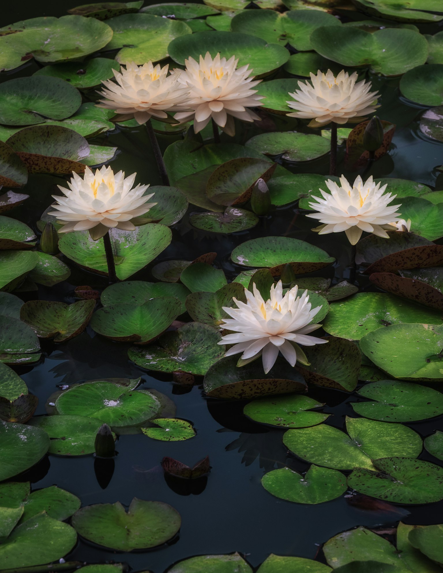 Teratai putih mengapung di kolam dengan daun hijau