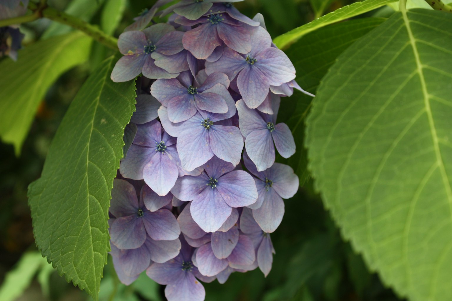 紫色绣球花簇与绿色叶子