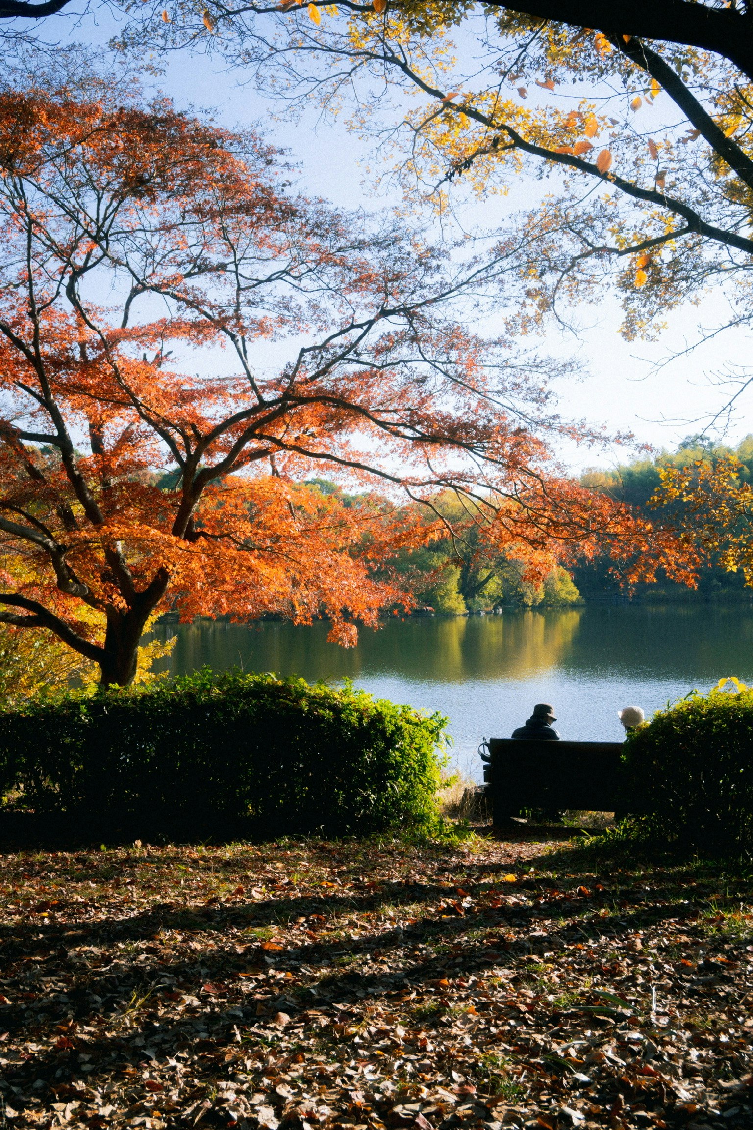 秋の紅葉が美しい湖の風景 ベンチに座る人と木々の影