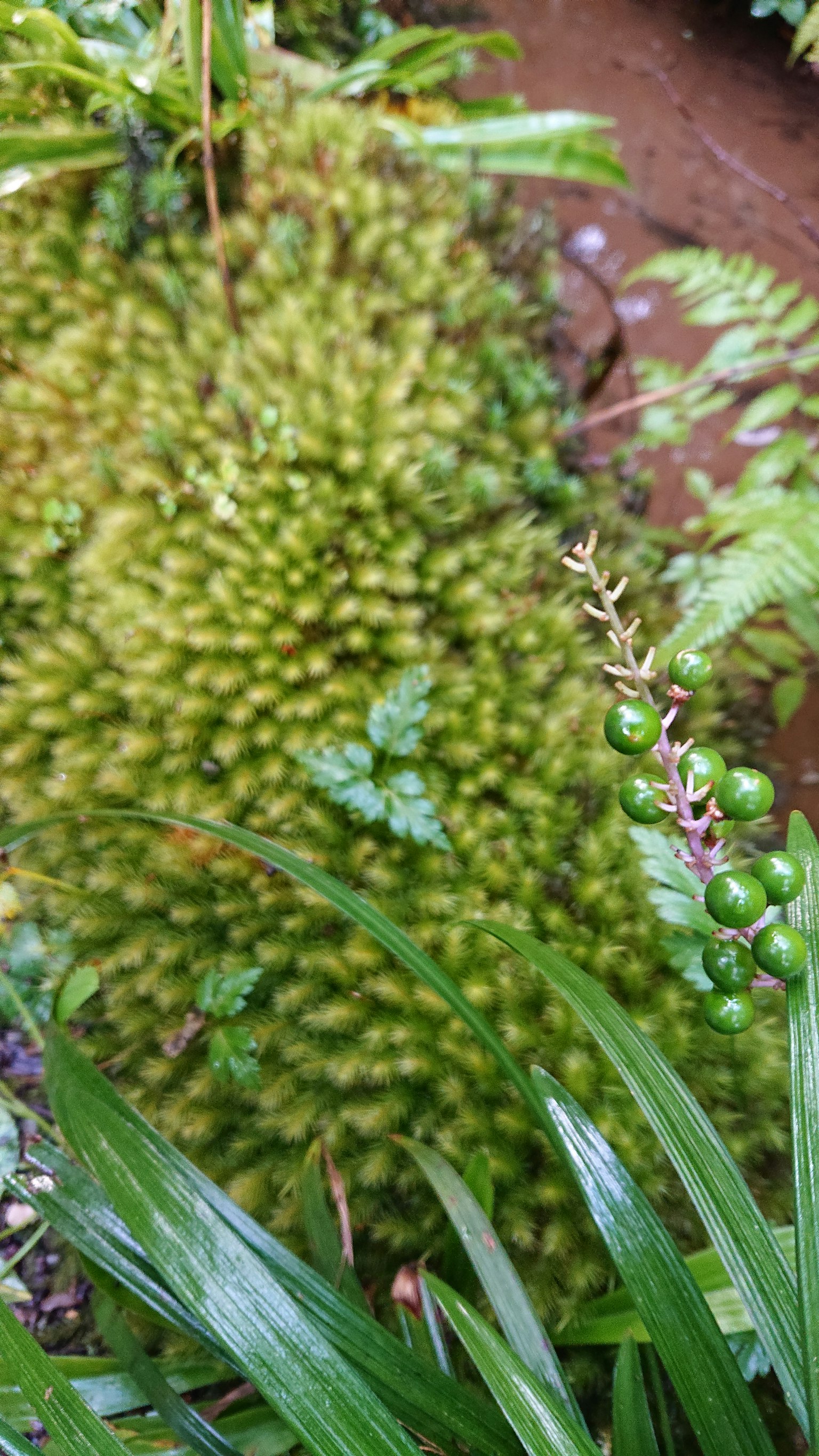 Image montrant de la mousse verte dense et des plantes avec de la terre humide et d'autres végétaux en arrière-plan