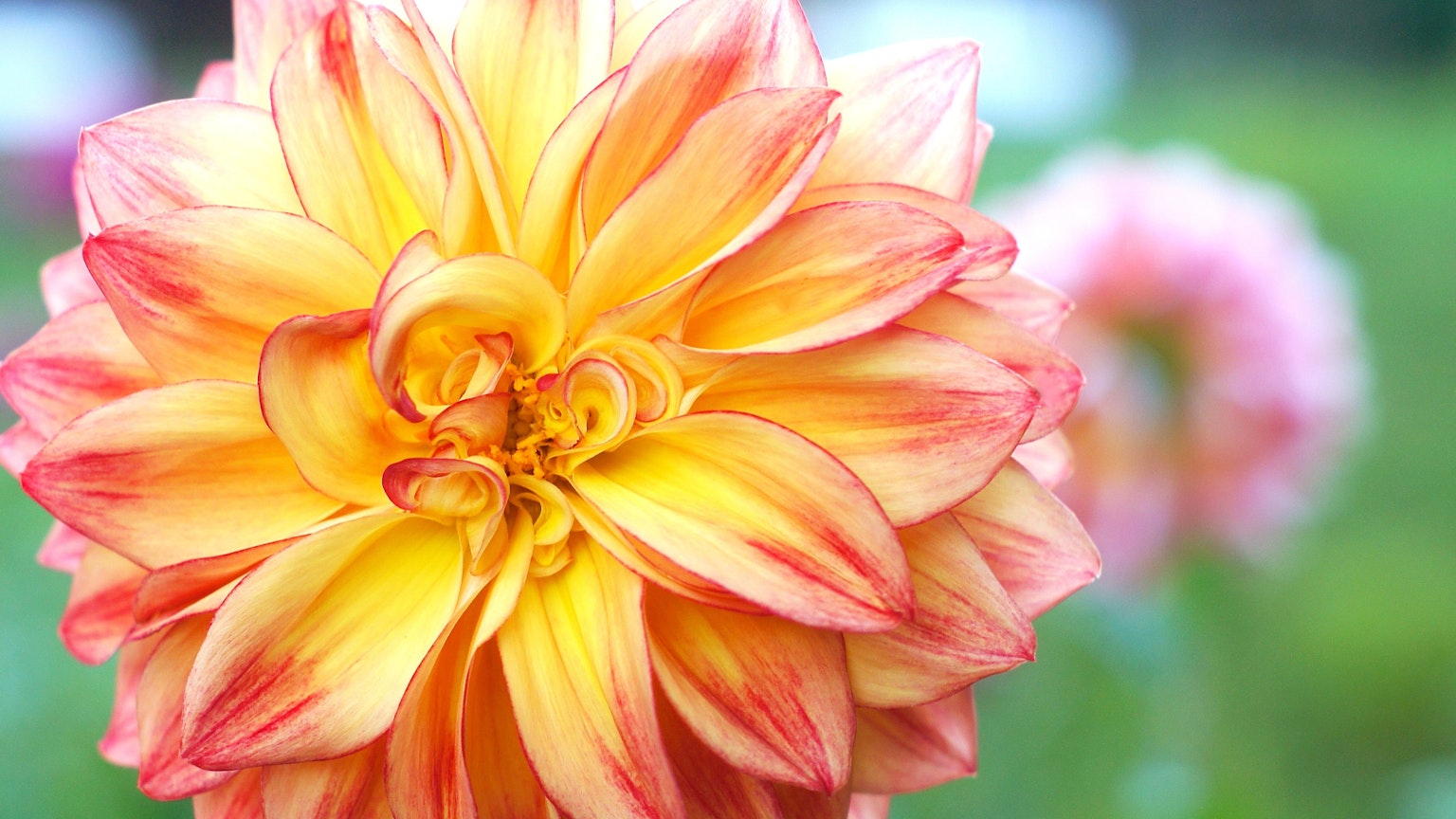 Una flor de dalia amarilla y naranja vibrante en primer plano con flores rosadas suaves desenfocadas al fondo