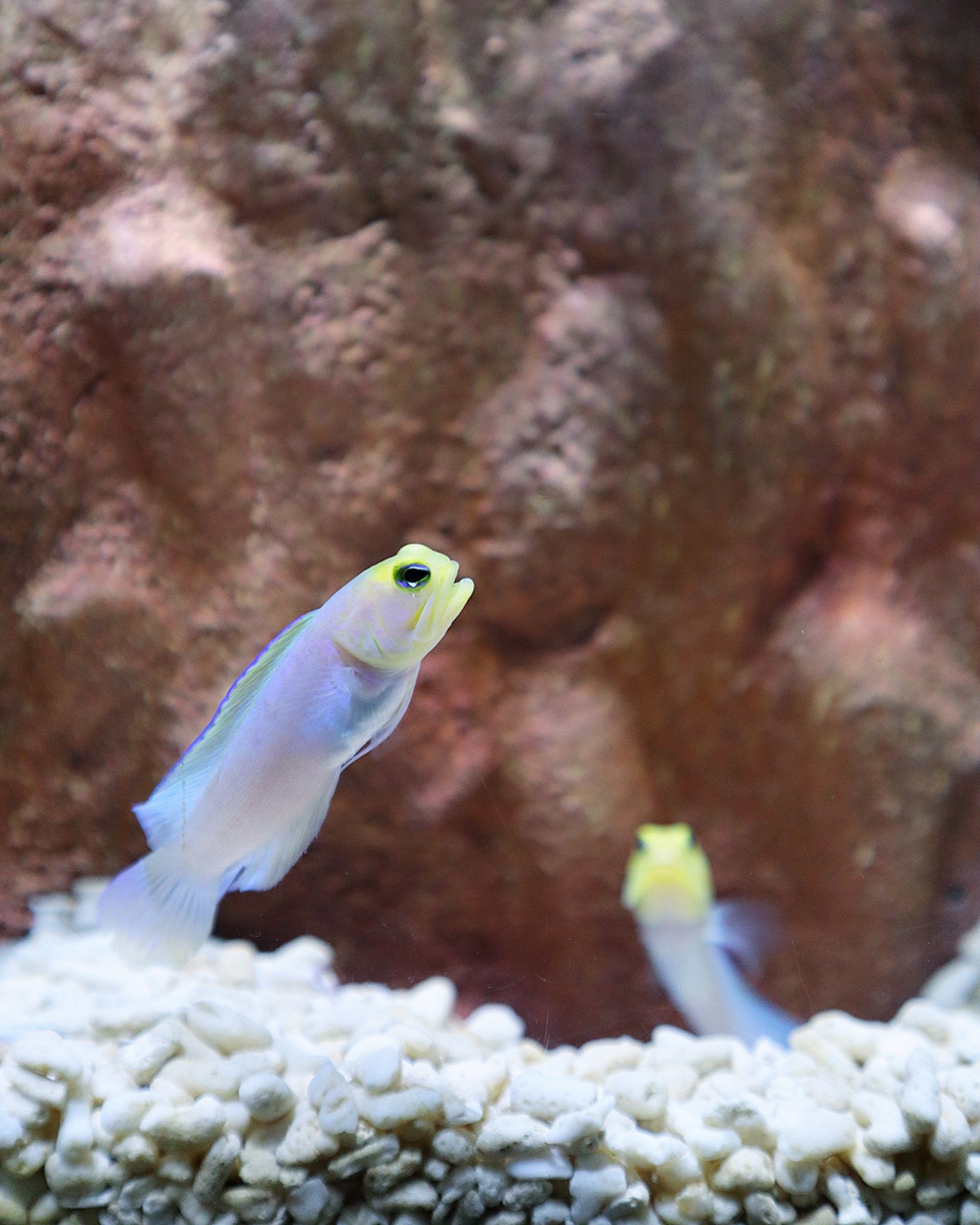 Kleine Fische mit gelben Köpfen in einer sandigen Aquarienumgebung