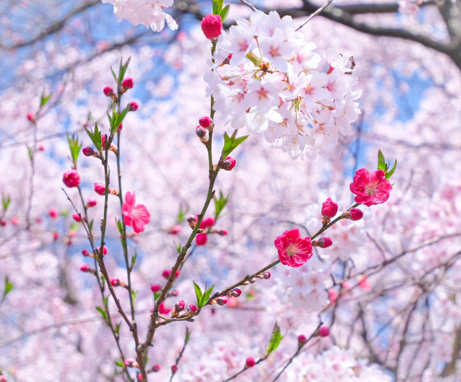 Close-up of cherry blossom branches with pink and white flowers against a blue sky