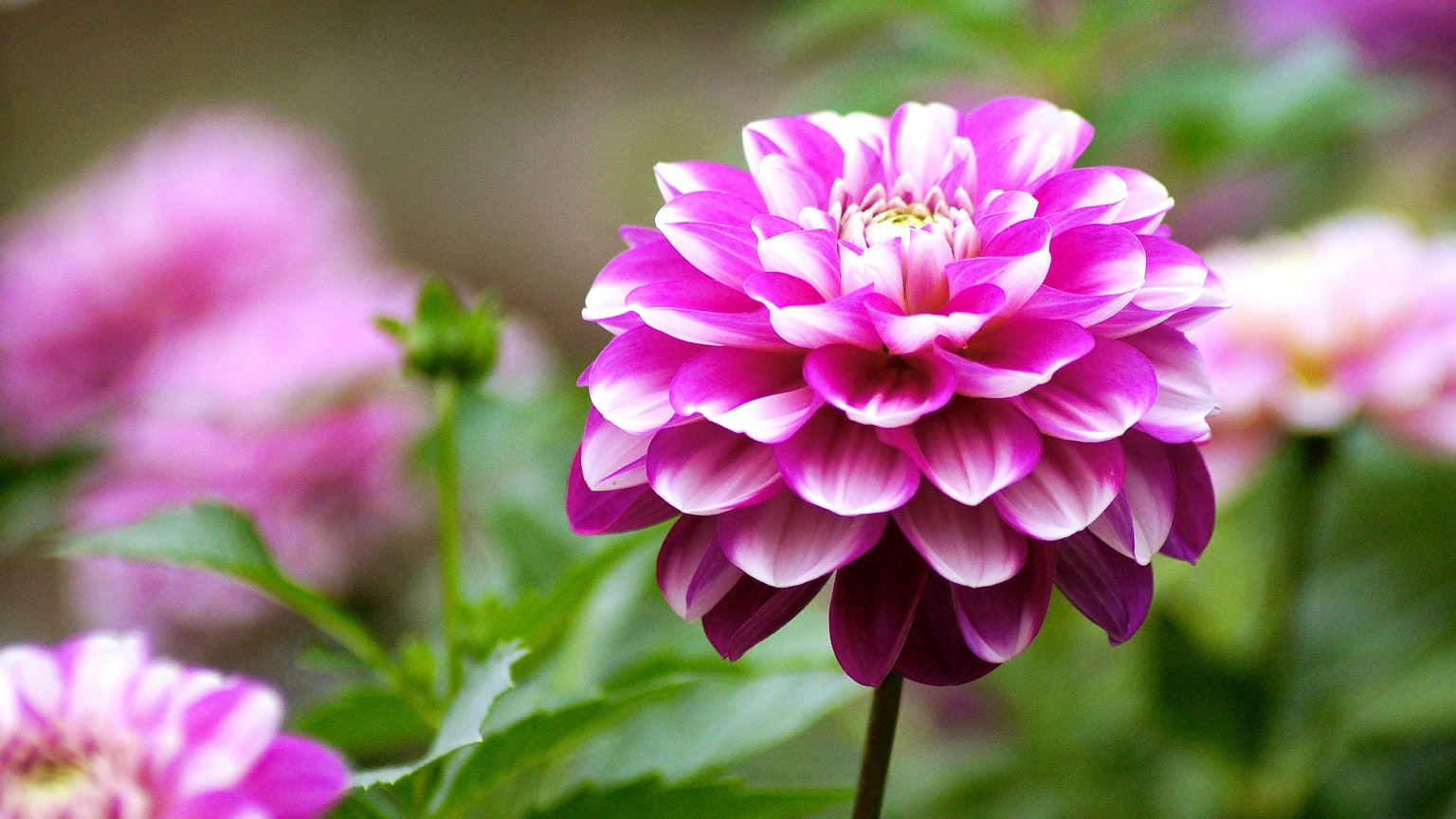 Lebendige pinkfarbene Dahlienblüte zwischen grünen Blättern