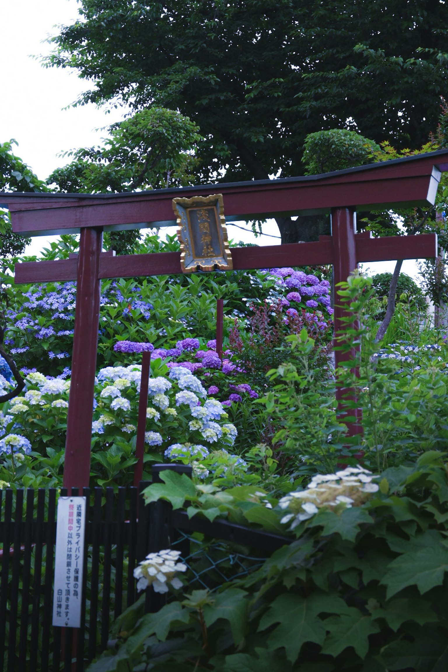 Gerbang torii merah dengan bunga hortensia yang bermekaran