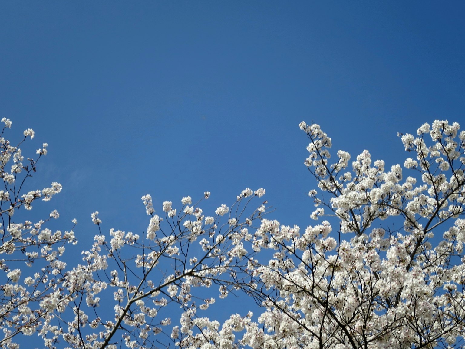 푸른 하늘을 배경으로 한 흰 꽃이 핀 나무 가지