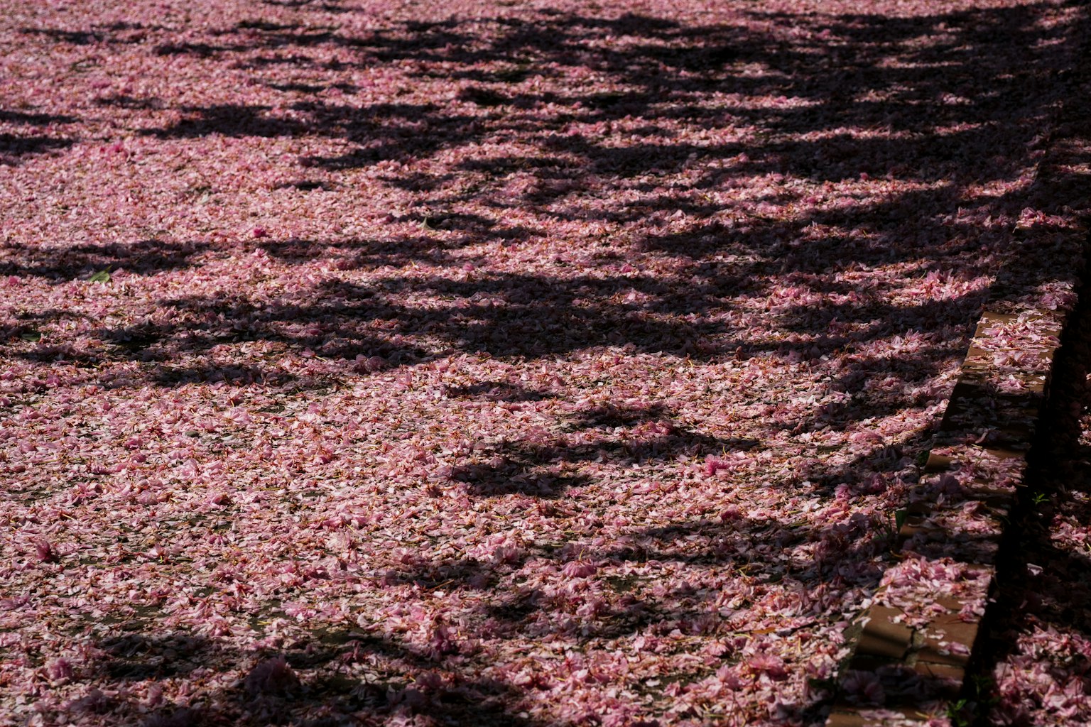 Ground covered with cherry blossom petals and contrasting shadows