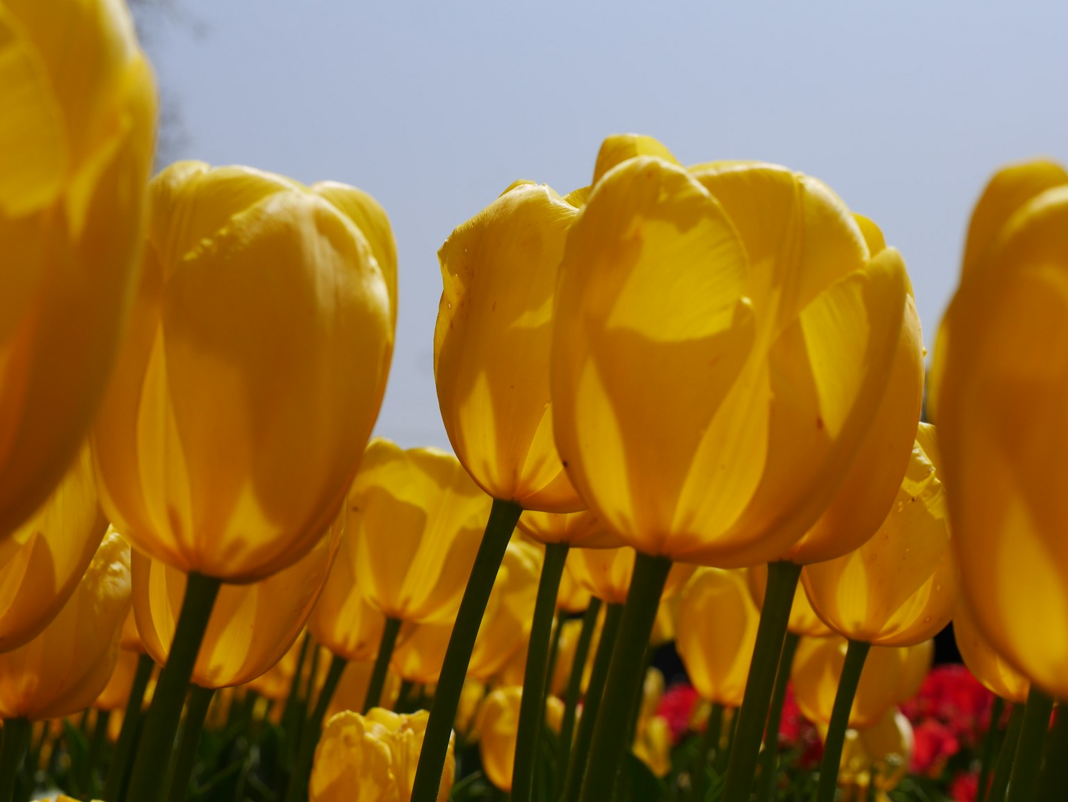 Cận cảnh hoa tulip vàng đang nở trong vườn