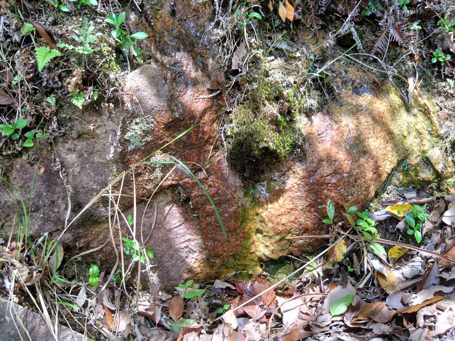 地面上覆盖苔藓的岩石，周围有绿色植被