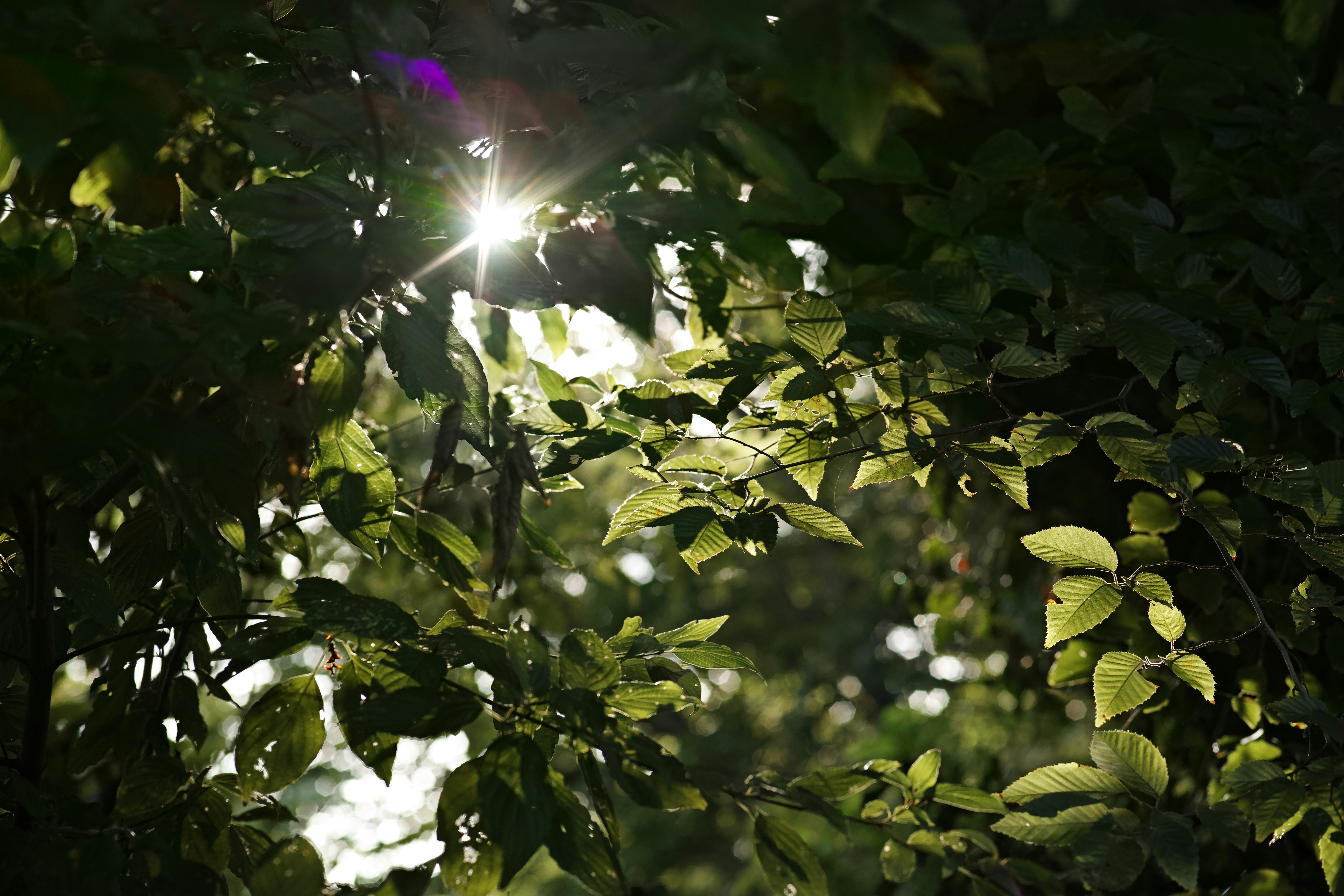 sparkling light filtering through leaves