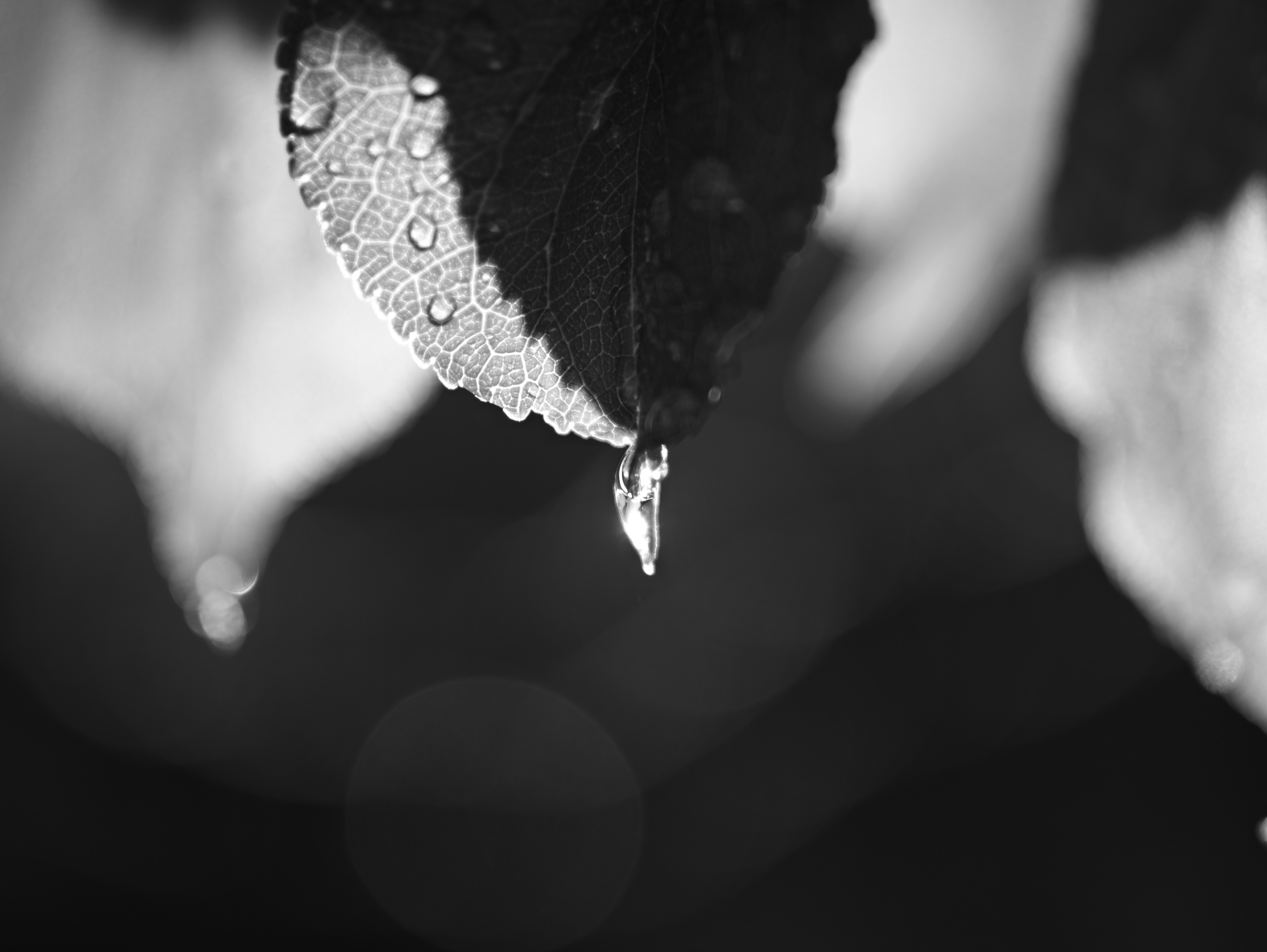 雨粒の滴る黒い傘のクローズアップ