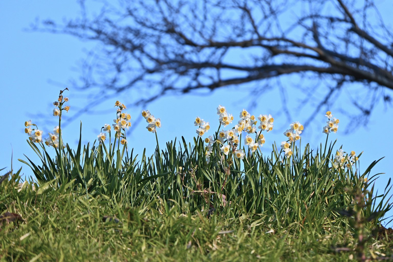Fiori bianchi che sbocciano sotto un cielo blu con erba verde