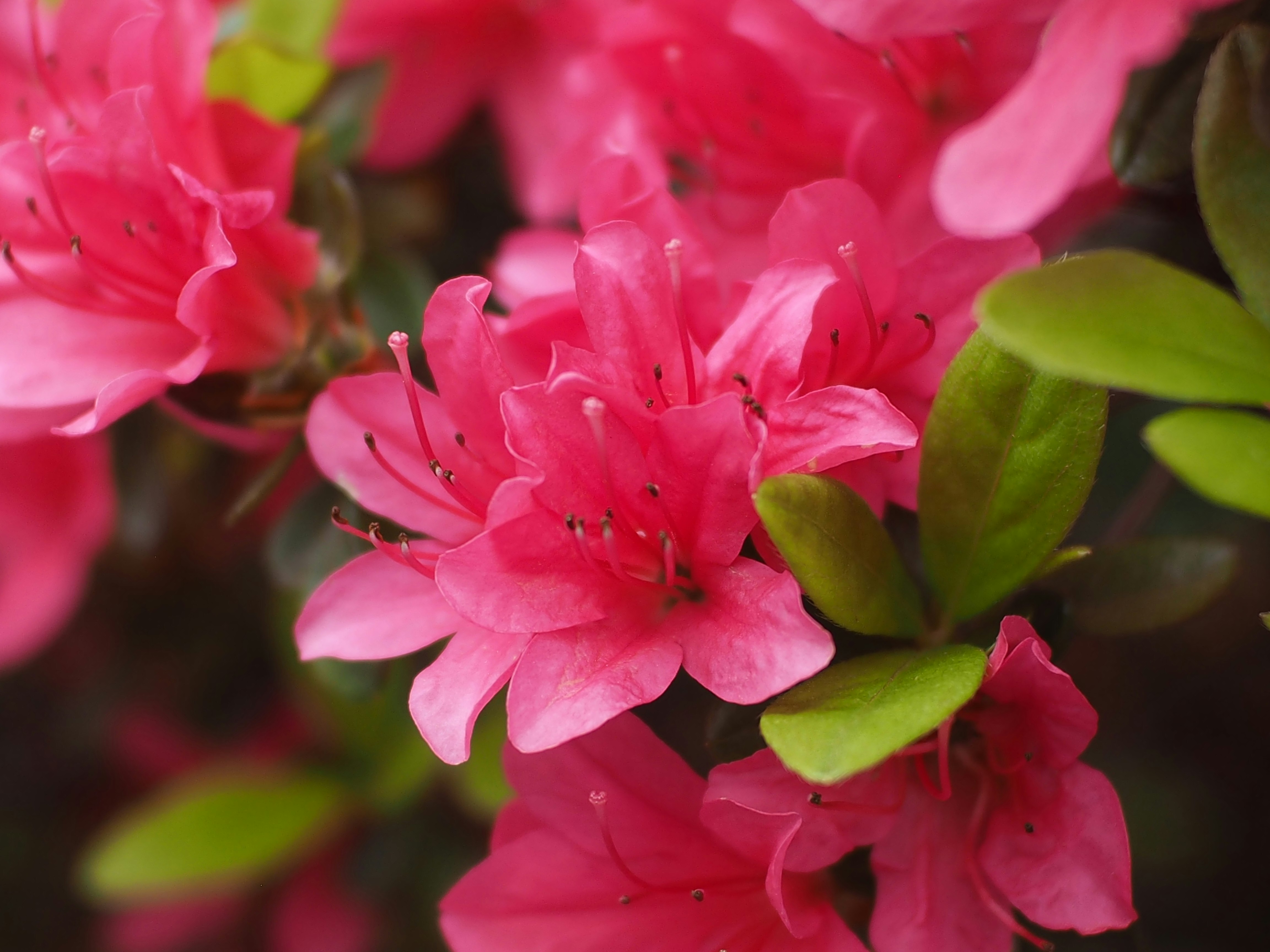 rosa Azaleenblüten und frische grüne Blätter