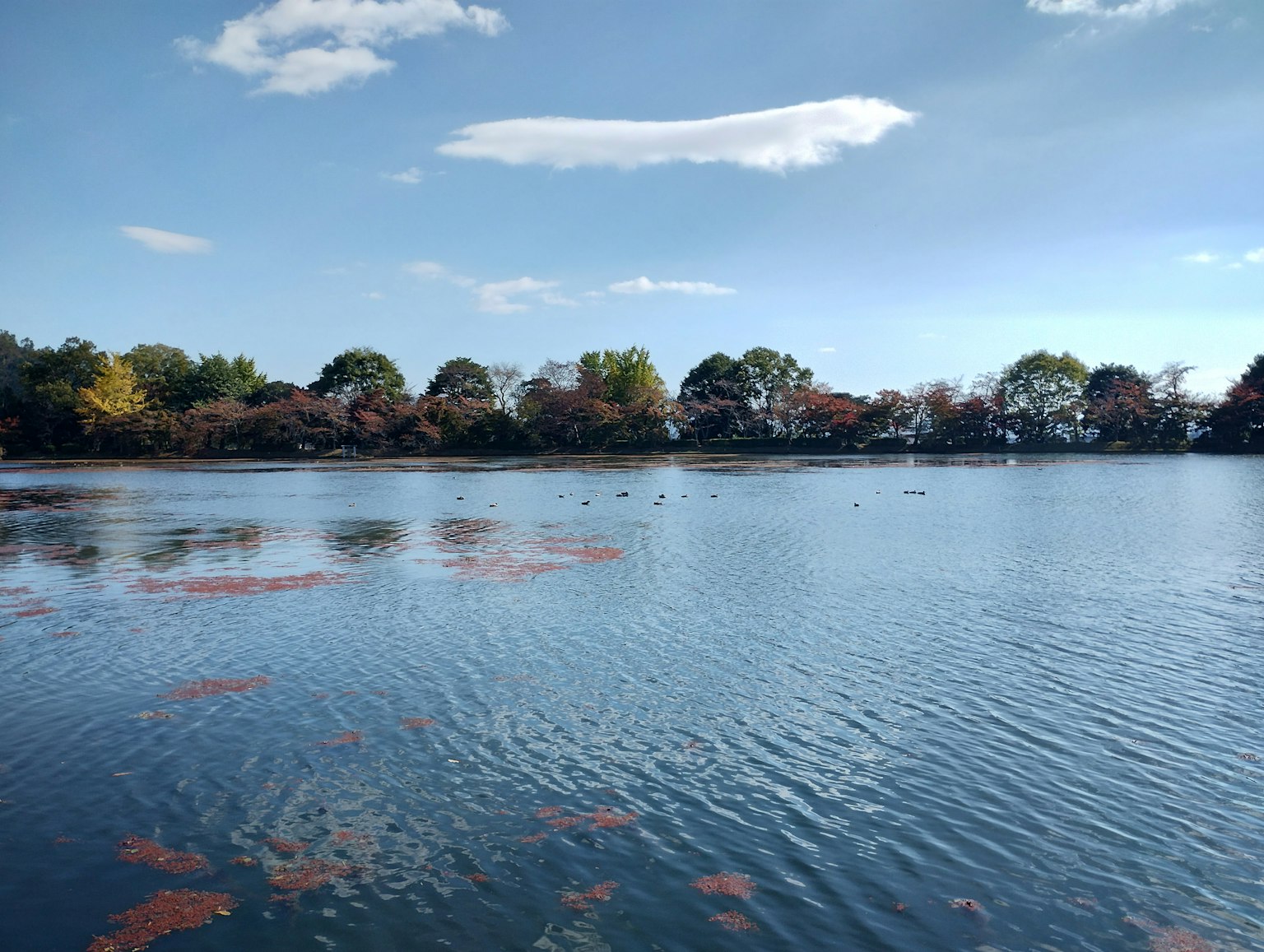Lac calme avec ciel bleu se reflétant à la surface de l'eau entouré d'arbres colorés