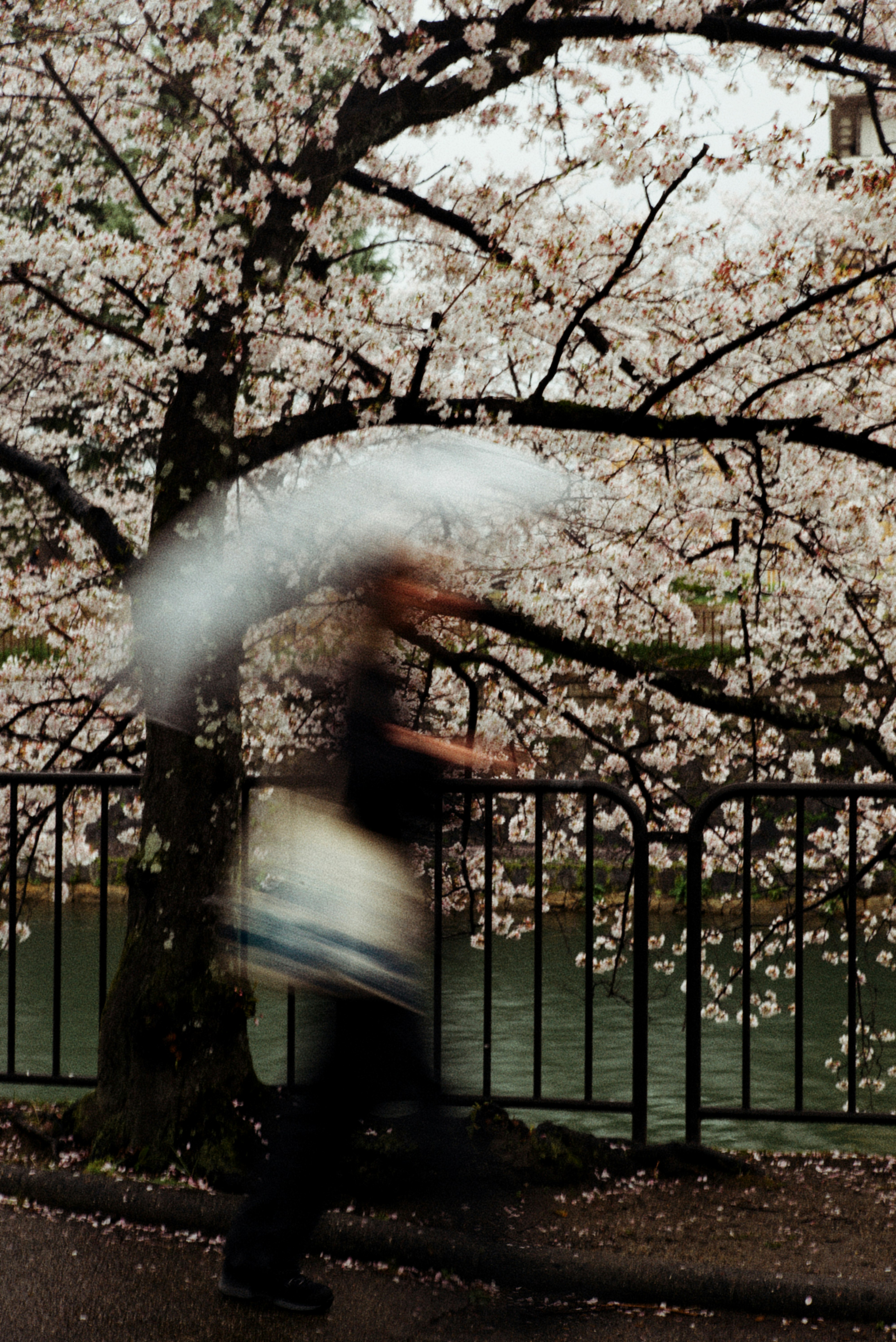 桜の木の前を傘をさして歩く人のぼやけた姿