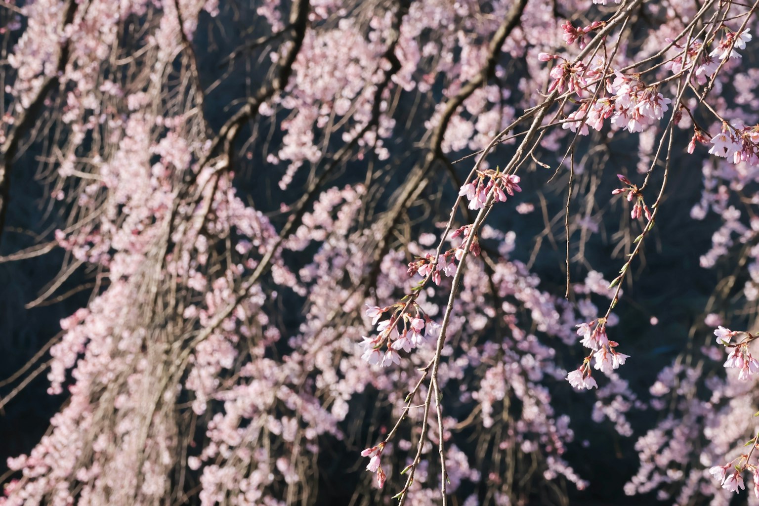 Bella scena di fiori di ciliegio piangente con fiori rosa chiaro