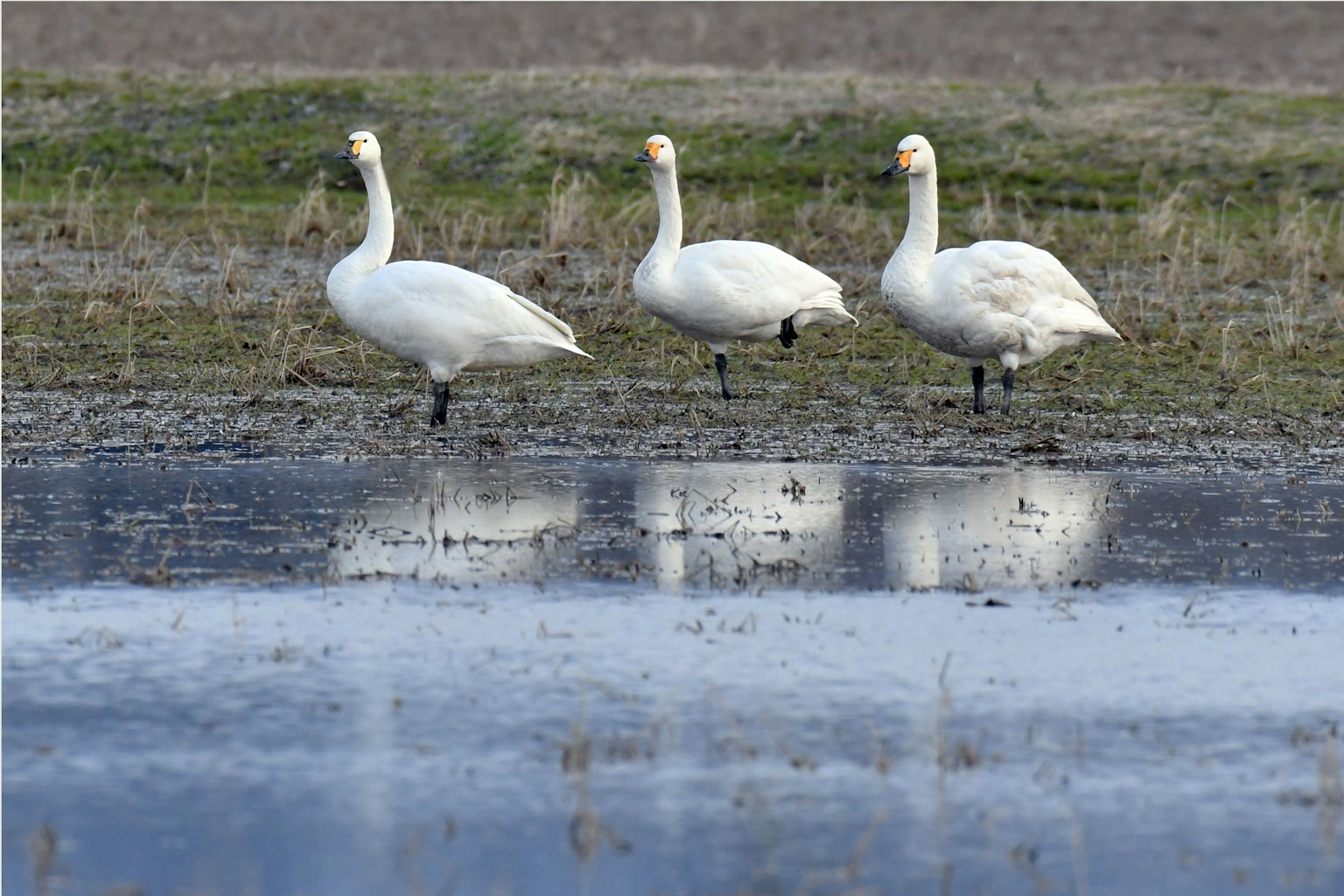 Trois cygnes debout au bord d'une surface d'eau calme reflétant leur image
