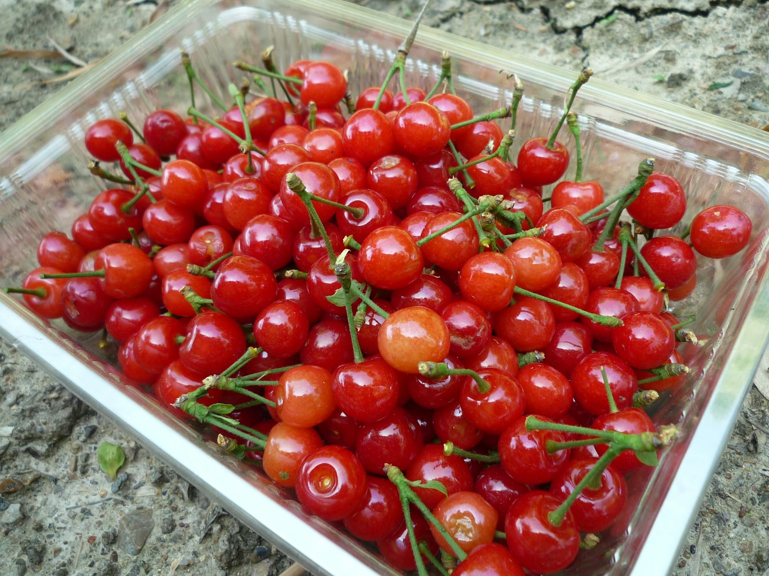 Un contenitore trasparente pieno di numerose bacche rosse