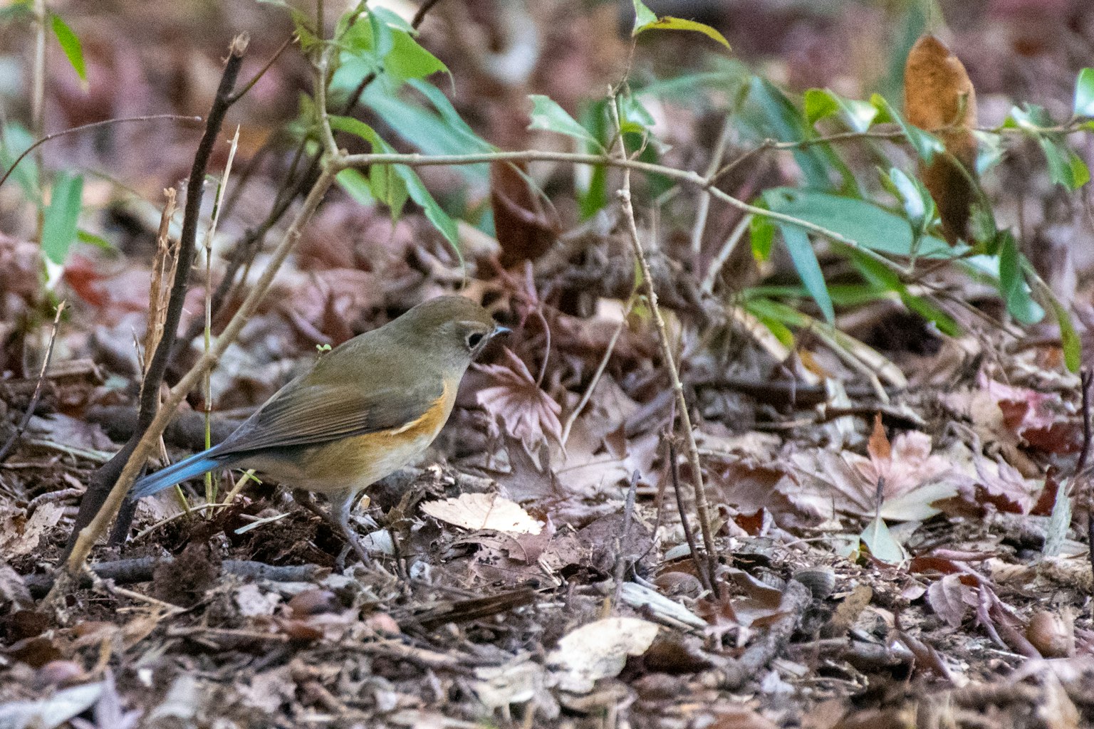 Ein kleiner Vogel im Wald zwischen fallenden Blättern