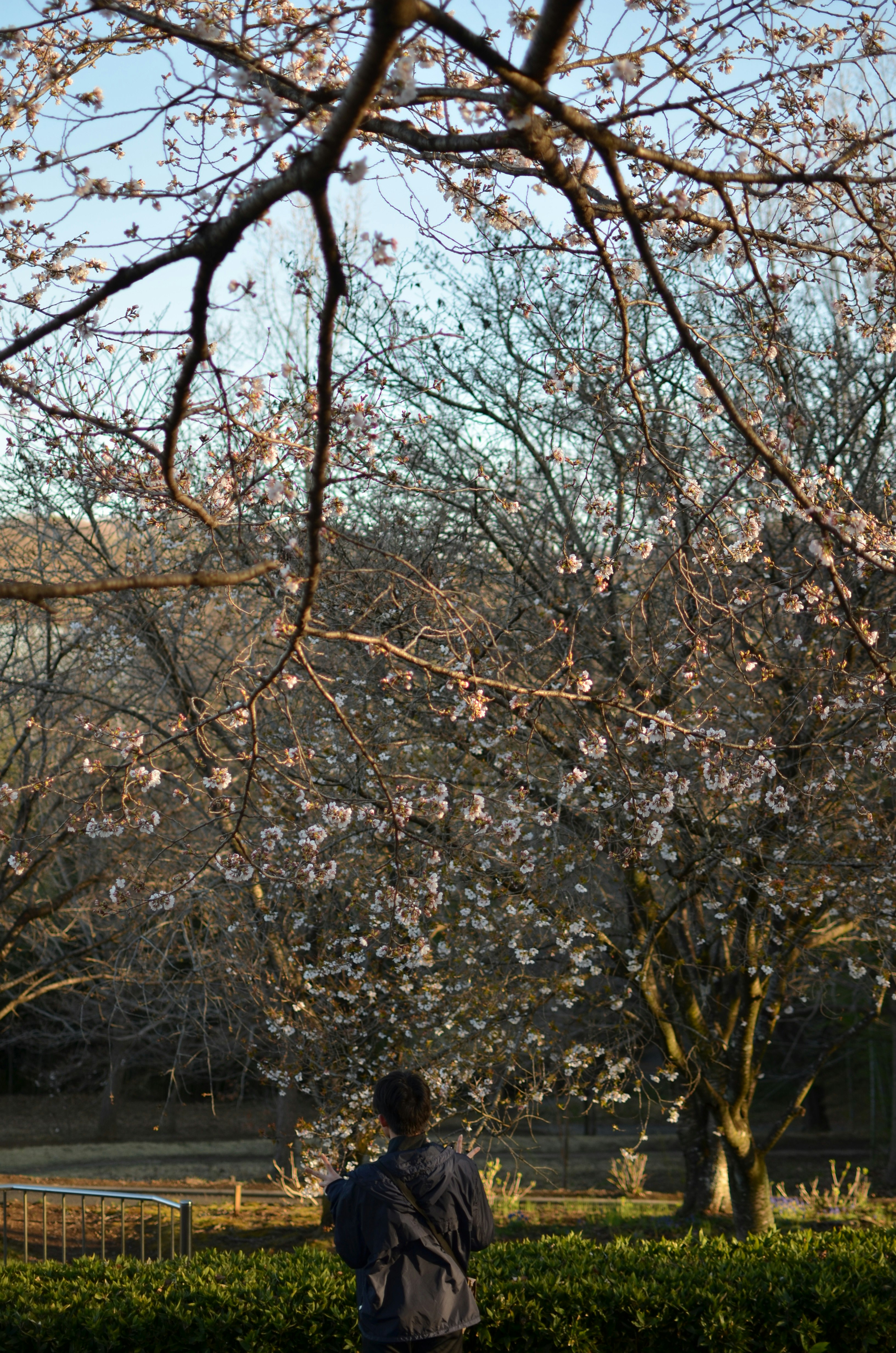 桜の並木の下を歩く人物