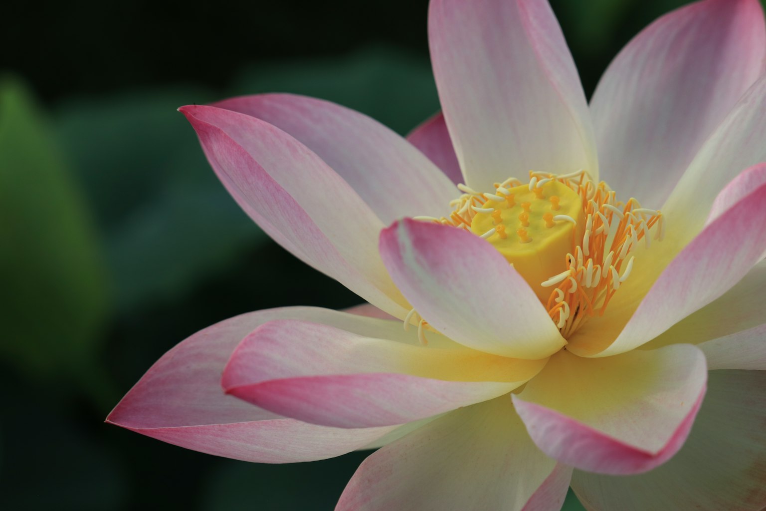 Beautiful lotus flower with pink petals and a yellow stamen at the center