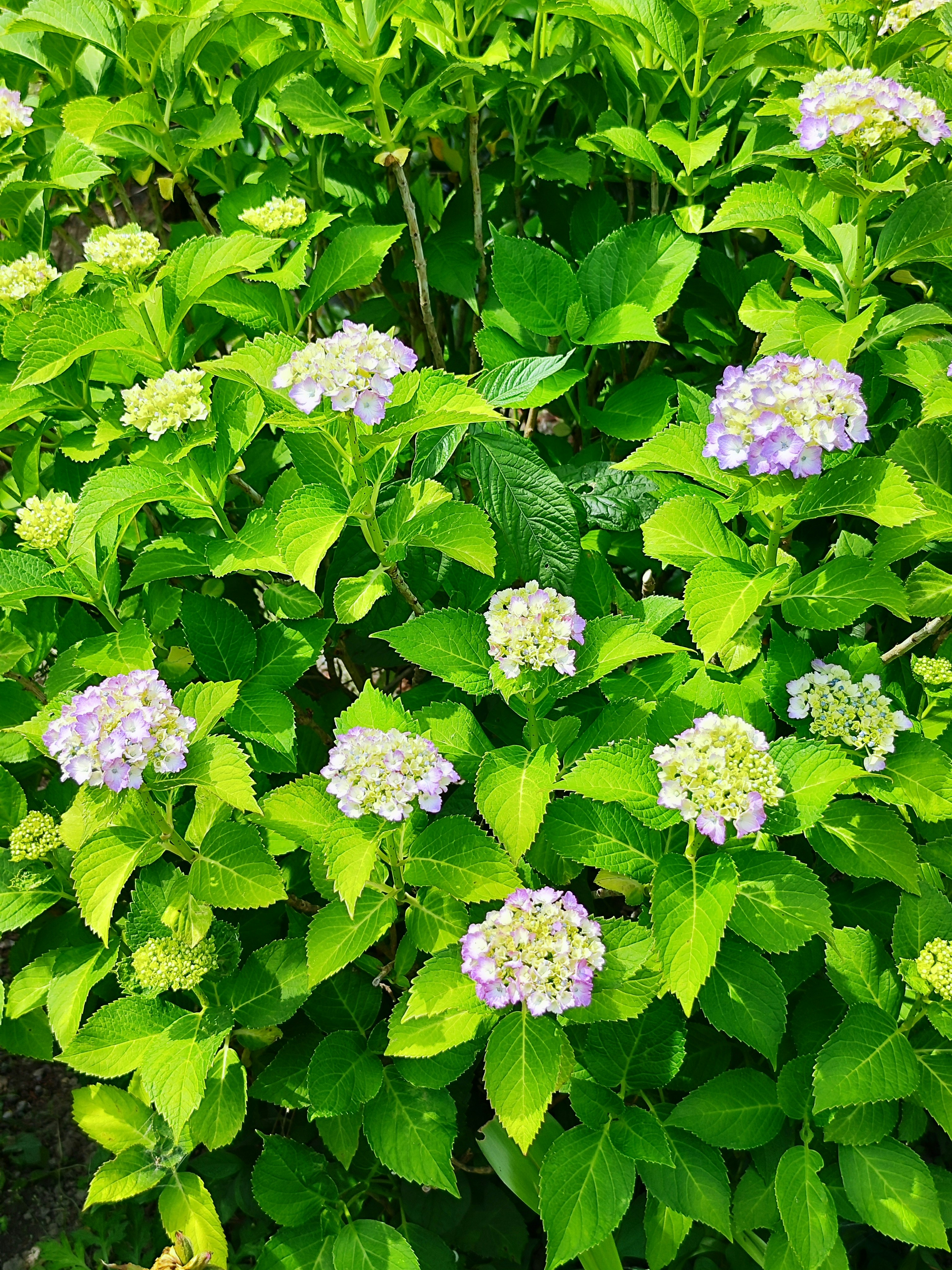 色とりどりのアジサイが咲く緑の花壇