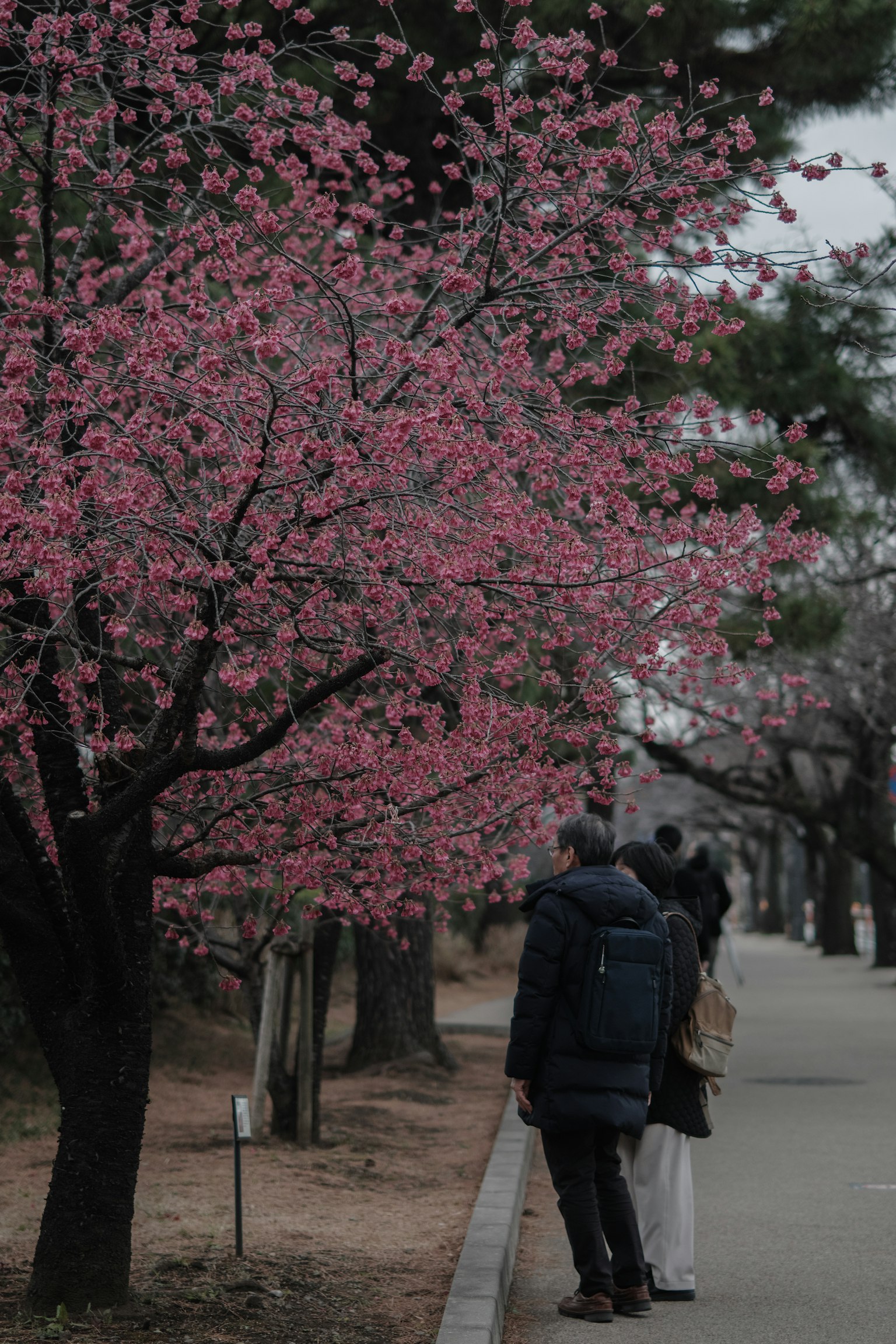 벚꽃 나무 앞에 서 있는 두 사람