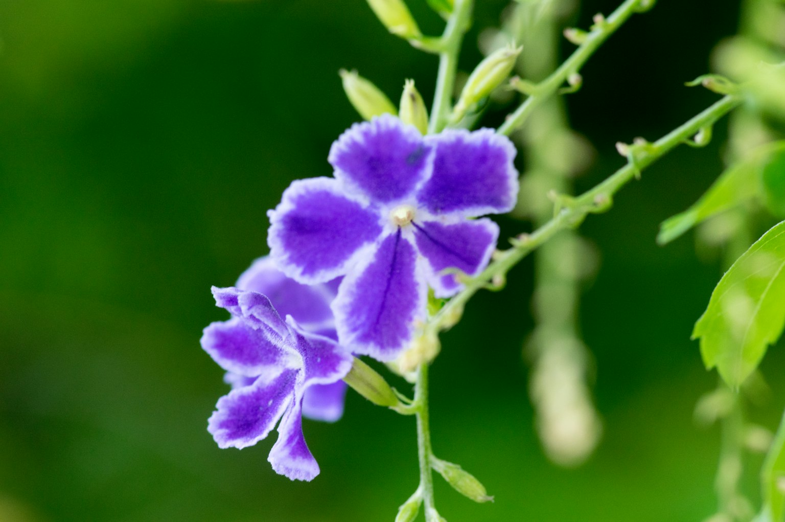Gros plan de fleurs violettes sur une plante avec un fond vert