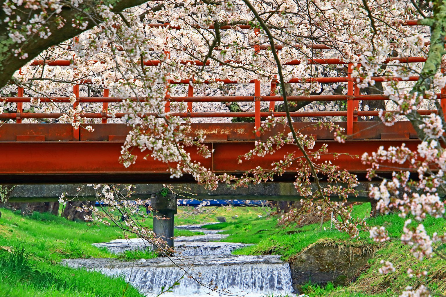 Malerscher Blick auf eine rote Brücke unter blühenden Kirschbäumen mit einem Bach