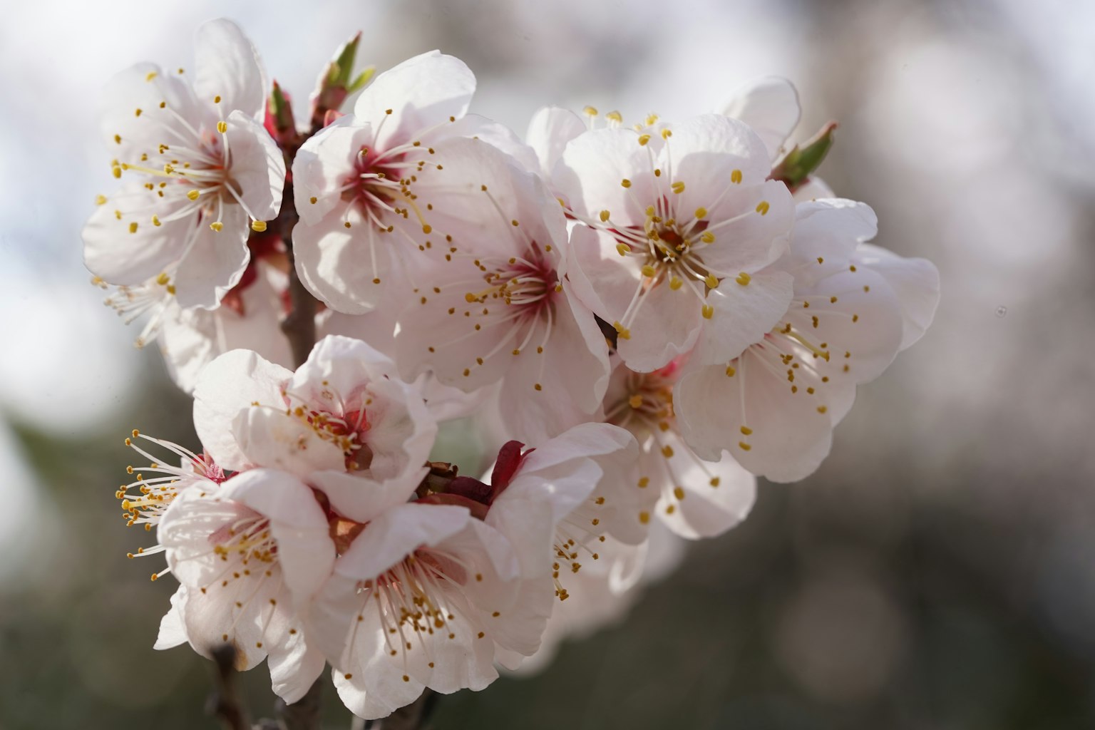 Kirschblüten in voller Blüte mit weißen Blütenblättern und roten Zentren