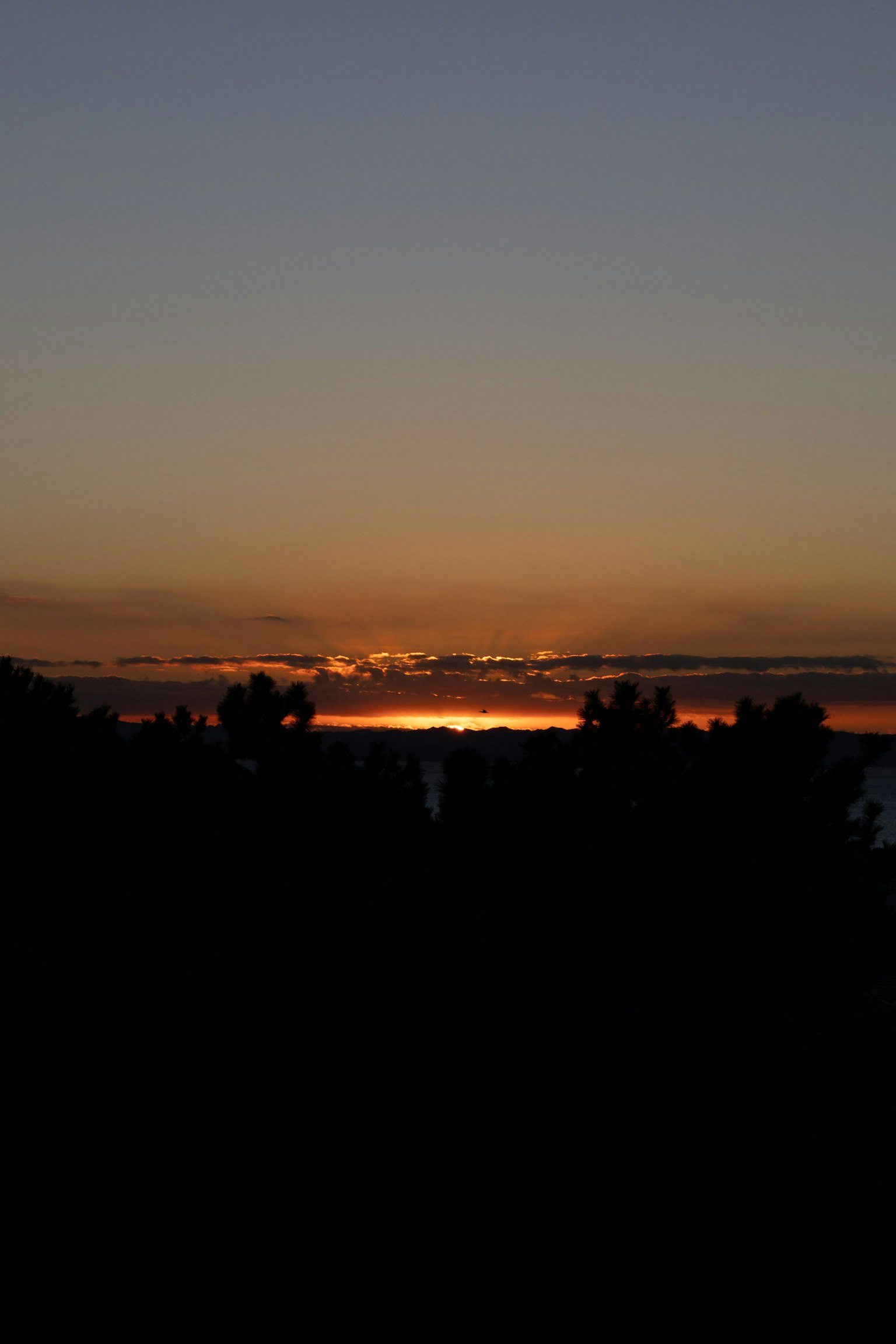 Silhouette di alberi contro un cielo al tramonto