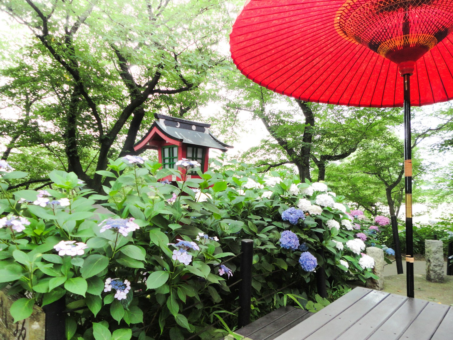 郁郁葱葱的花园场景，配有绣球花和红色日本伞