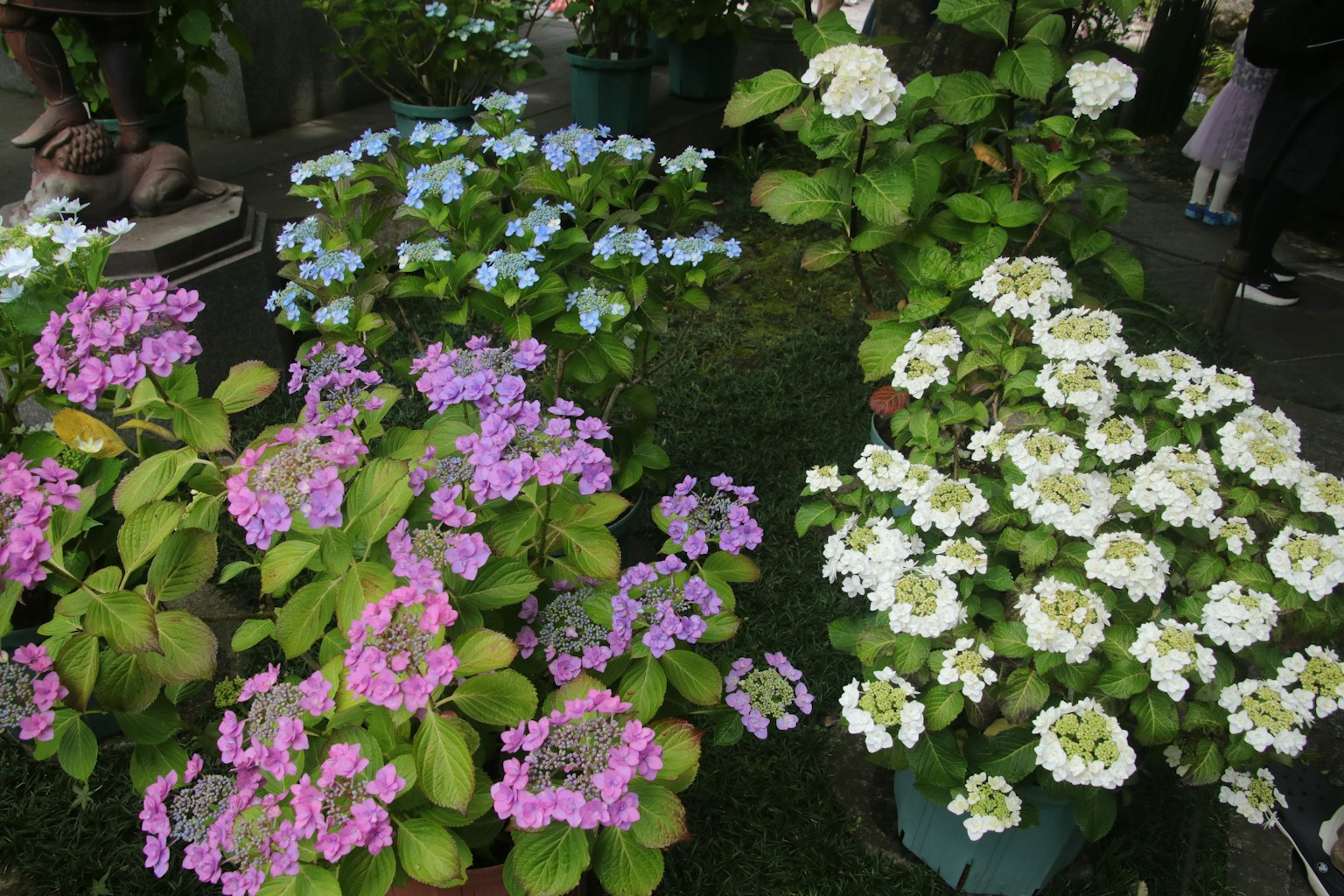 ฉากสวนที่มีดอกไม้หลากสีบานสะพรั่ง รวมถึงดอกไม้สีฟ้าอ่อน สีชมพู และสีขาว