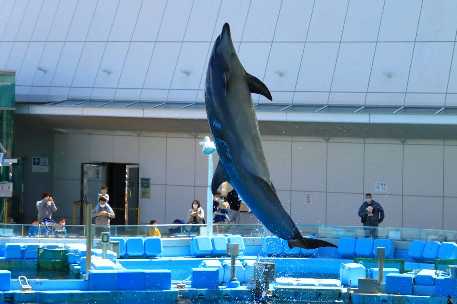Delfin springt in einem Aquarium