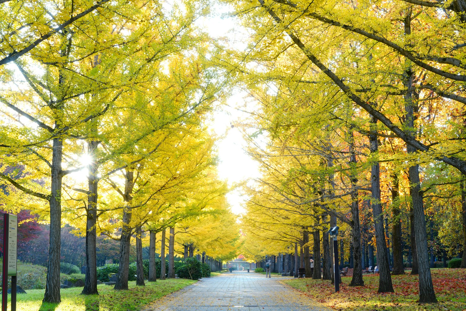 Một con đường đẹp được bao quanh bởi những cây ginkgo vàng rực rỡ