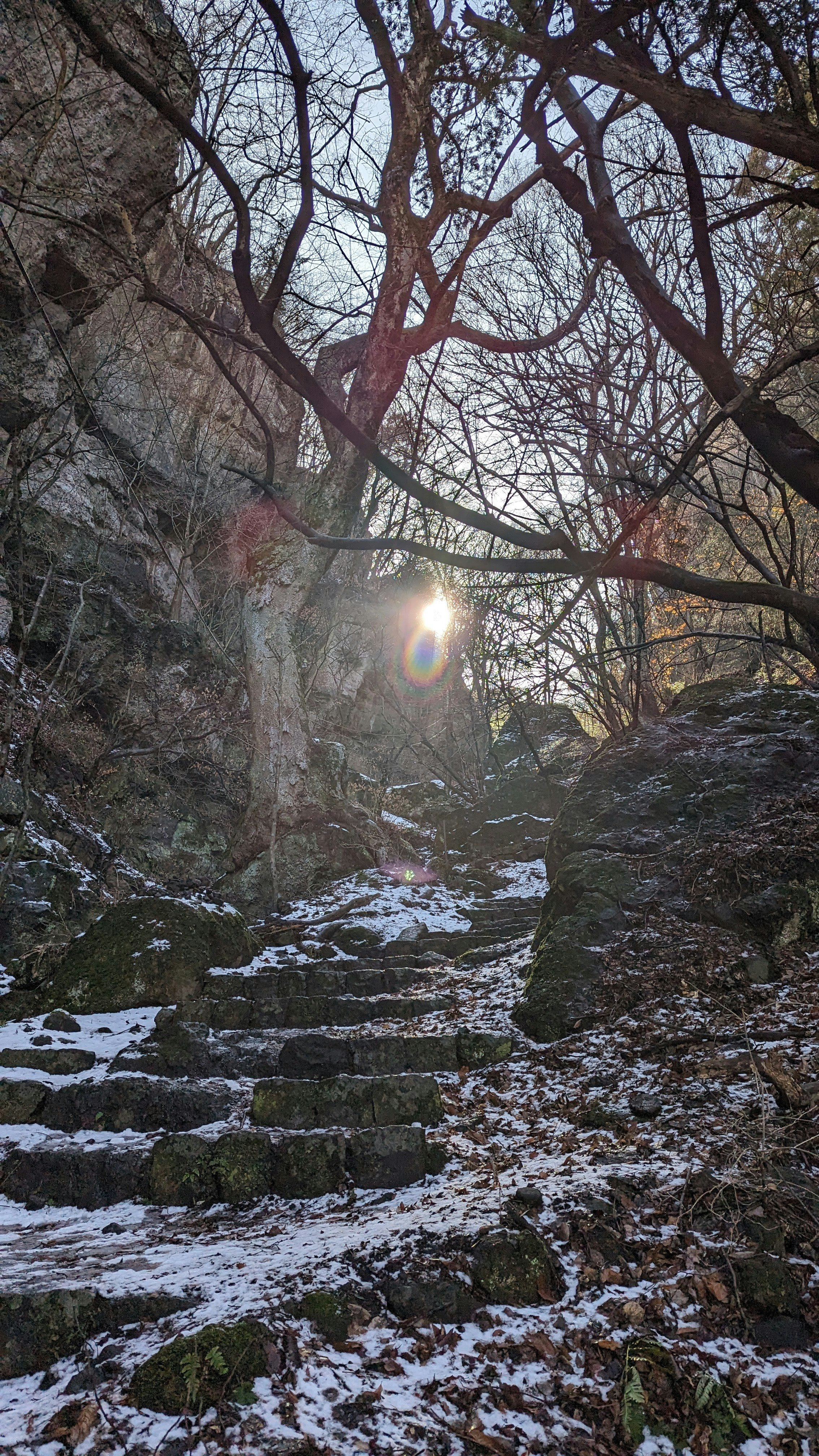 雪の石段と苔むした森の小道