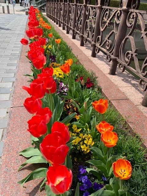 花壇の赤いチューリップとカラフルな花が並ぶ歩道の縁