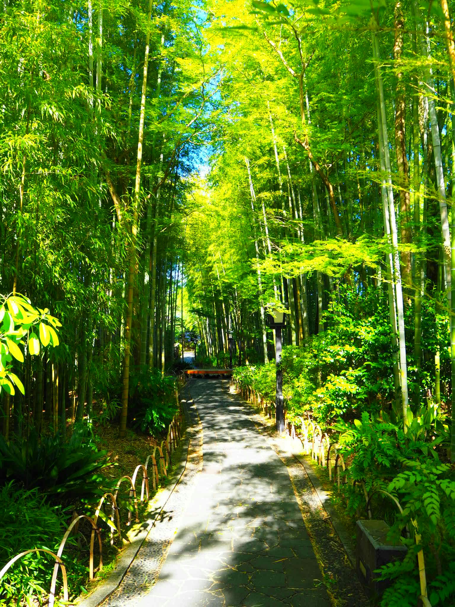Sentier luxuriant dans une forêt de bambous avec des feuilles vertes vibrantes et un ciel bleu