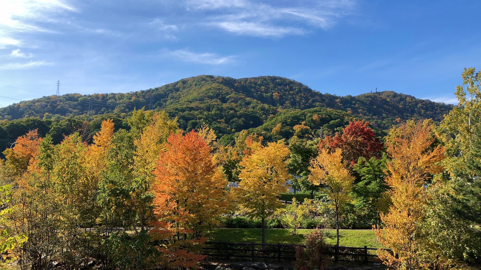 Vue pittoresque d'arbres d'automne avec un feuillage vibrant et des collines