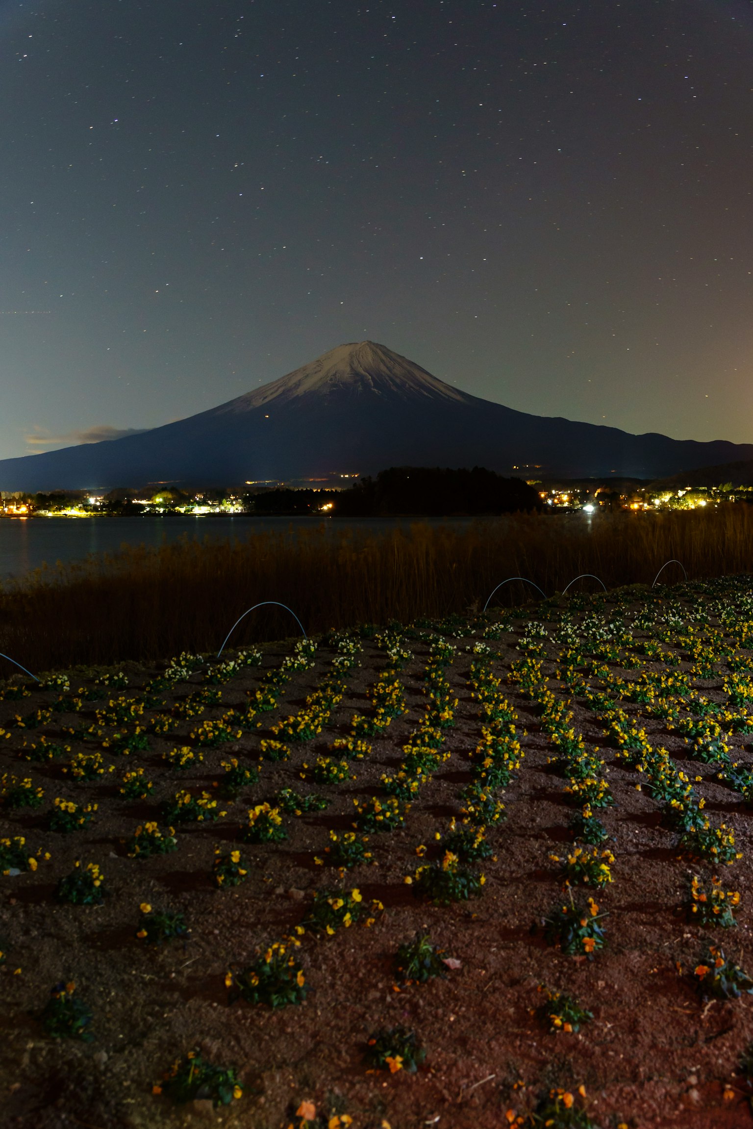 Vista notturna del monte Fuji con campi di fiori