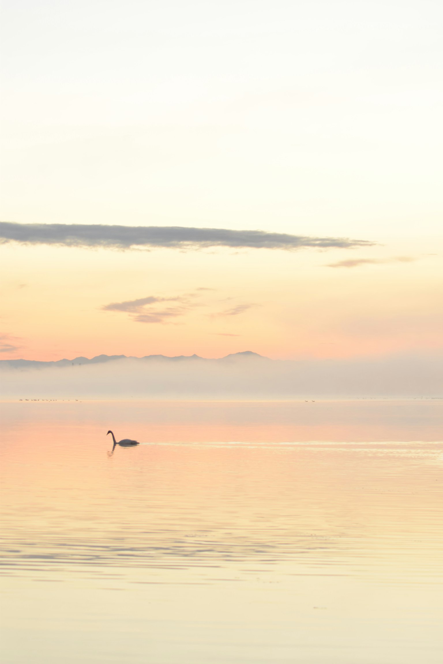 Une surface d'eau sereine avec un oiseau blanc et un ciel de coucher de soleil doux
