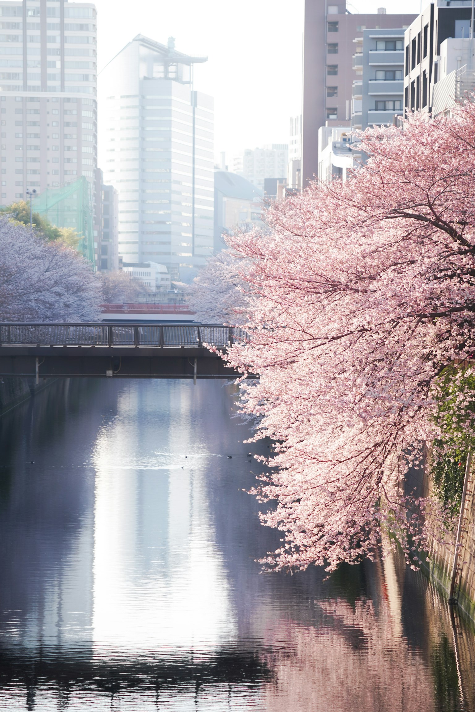 Paesaggio urbano con alberi di ciliegio lungo un fiume